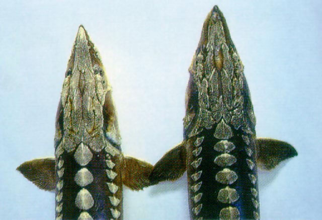 Acipenser sinensis Gray, 1835